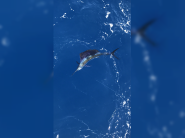 Outlaw Sport Fishing – 40' thumbnail