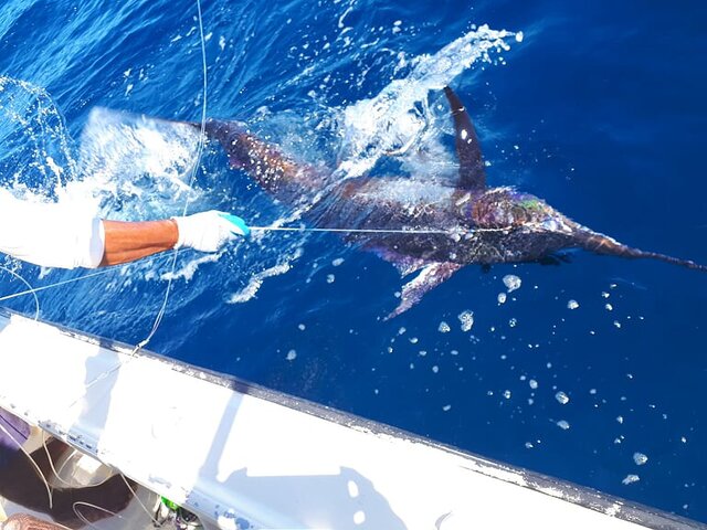 Listing image 293937