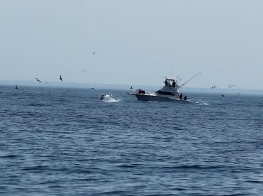 Katjoa Extreme Fishing