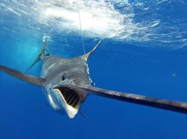 Sea Wolfe Sportfishing thumbnail