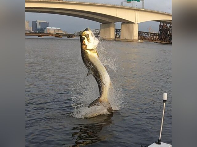 Listing image 915223