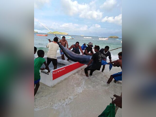 Listing image 396205