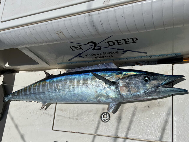 Listing image 839484