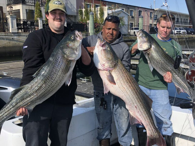 Listing image 457894