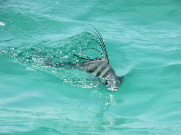 Fernando Baja Tours – Fortuna