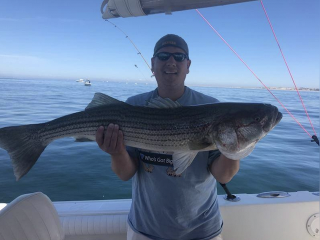 Listing image 478211