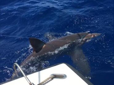 Kamelia Fishing Charter thumbnail