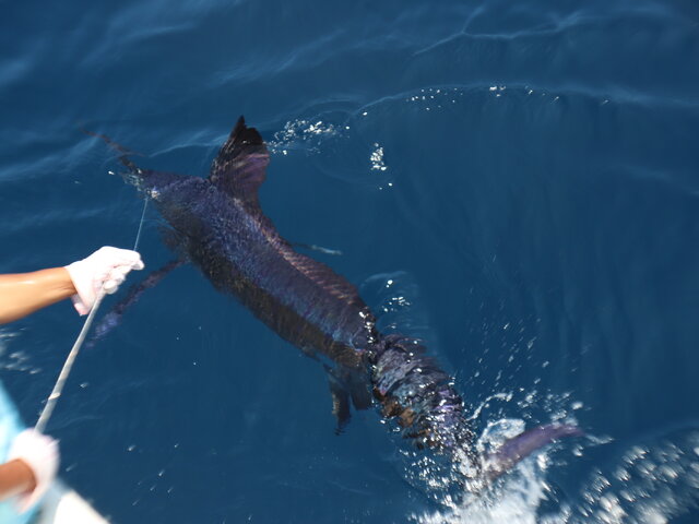 Listing image 521638