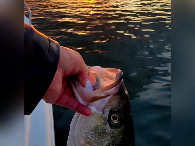 Listing image 1107227