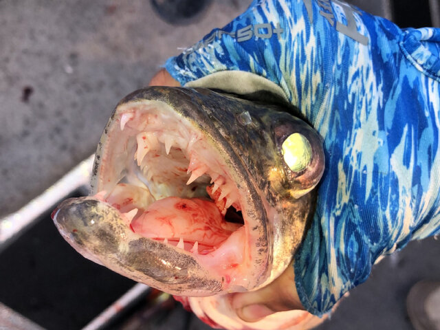 Listing image 610386