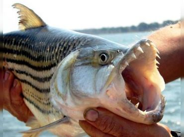 Sundowner Zambezi Lodge thumbnail