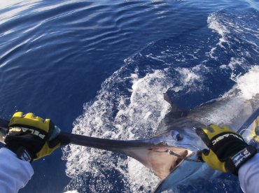 Oceantur Azores Sportfishing – Rabão thumbnail