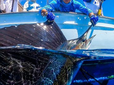 Curate Fishing Charters thumbnail