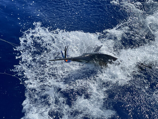 Listing image 716143