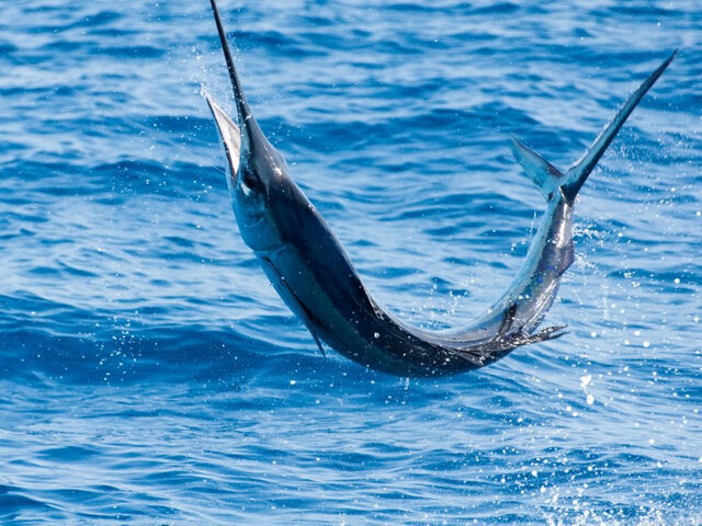 Listing image 693287