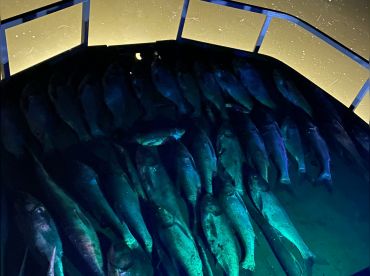 Center Punched Bowfishing