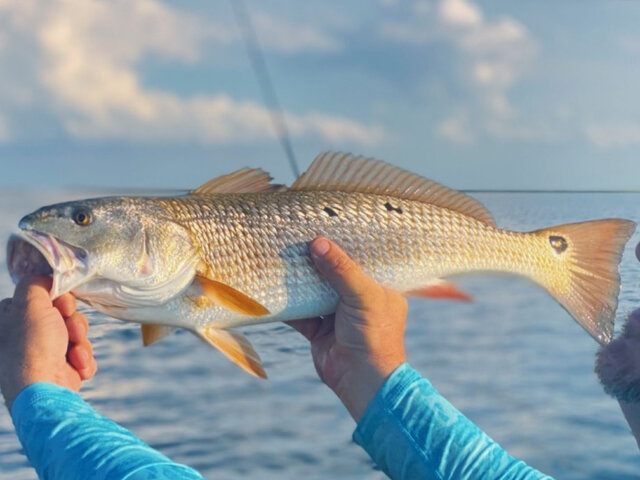 Listing image 728398