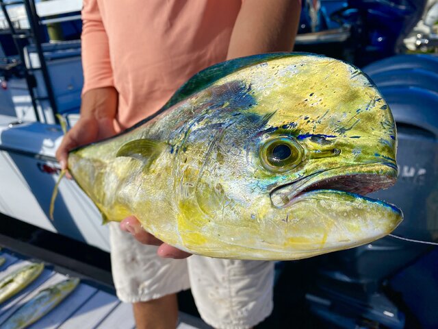 Listing image 728778