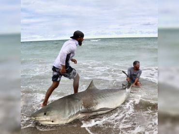 Apex Anglers thumbnail