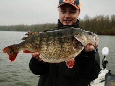 Perch & Zander fishing Netherlands