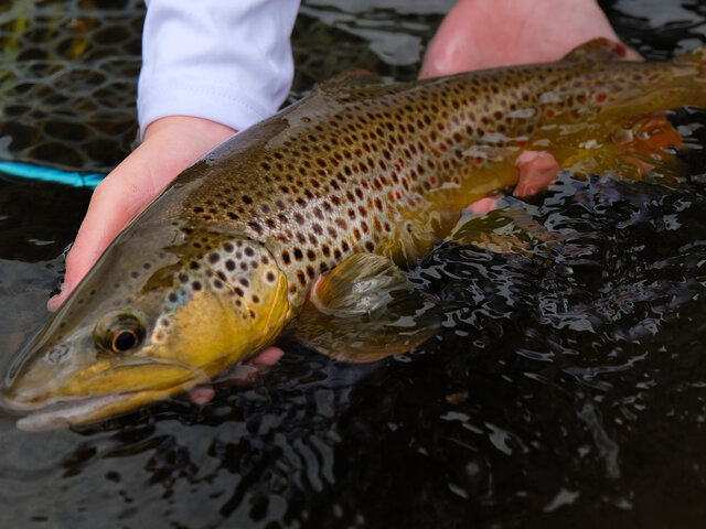 Listing image 791843