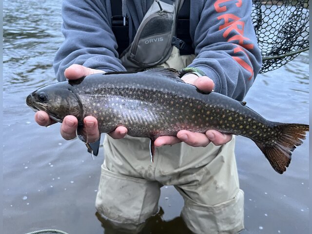 Listing image 805723