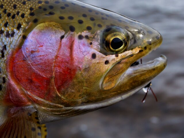 Listing image 755765