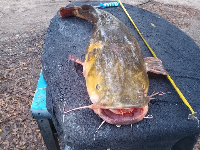 Listing image 824231