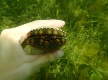 Native Scalloping Charters