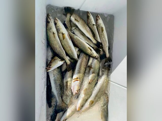 Listing image 931716