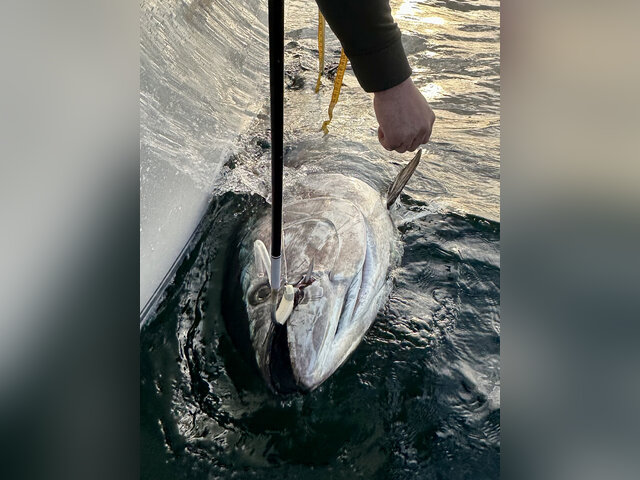 Listing image 1169262