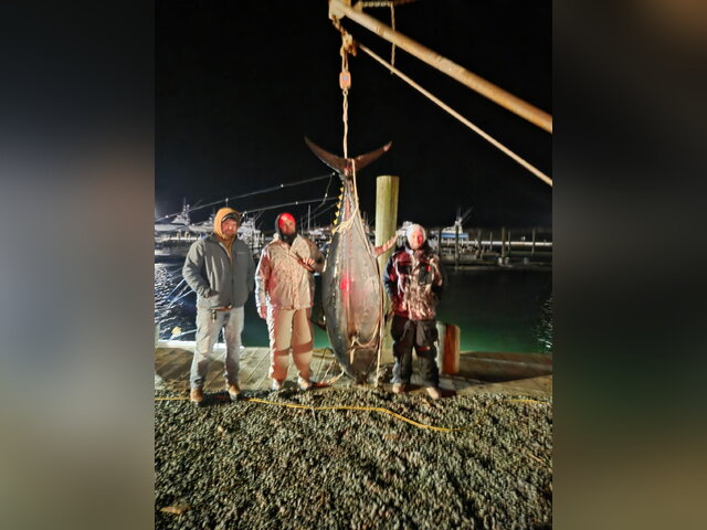 Listing image 1312895