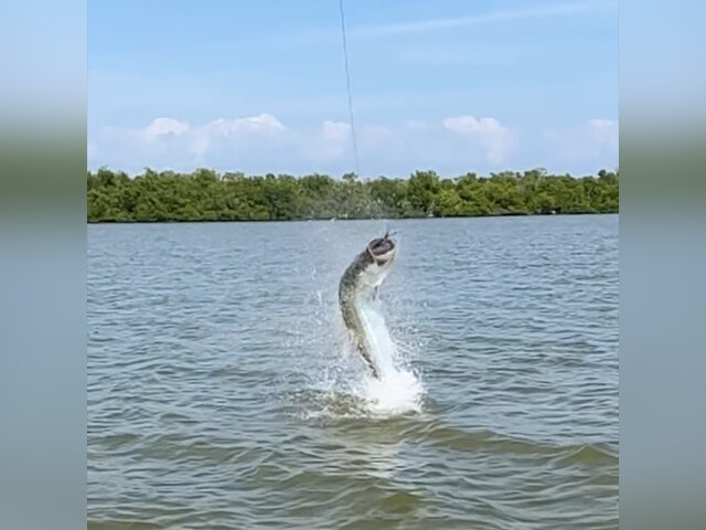 Listing image 1018347