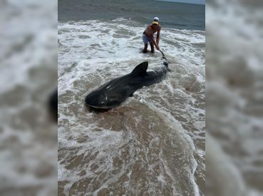 Ultimate Fin Chasers