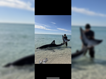 Drop Zone Navarre Beach Shark Trip thumbnail