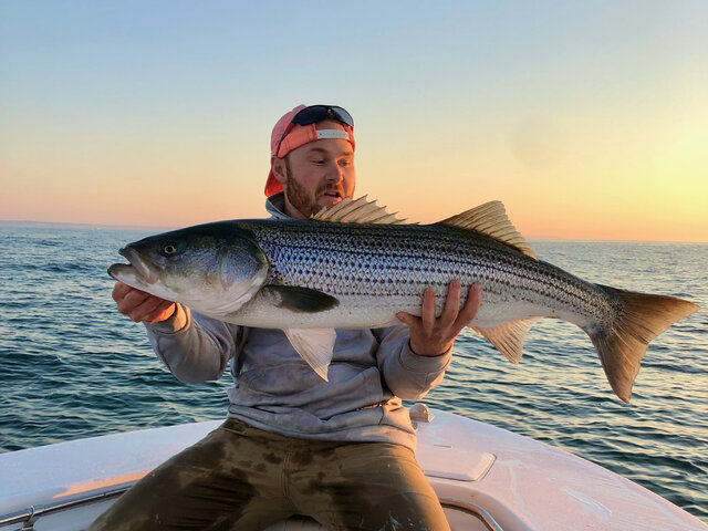 Listing image 1085387