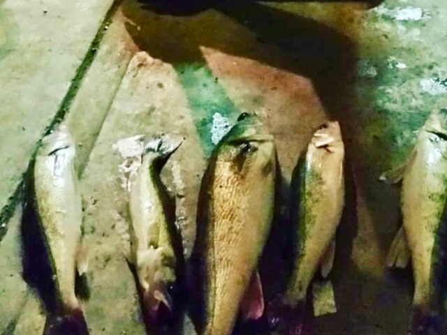 Listing image 1089360