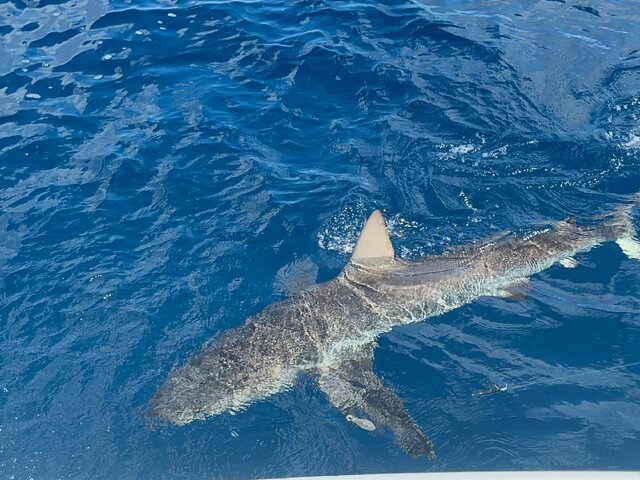 Listing image 1114782