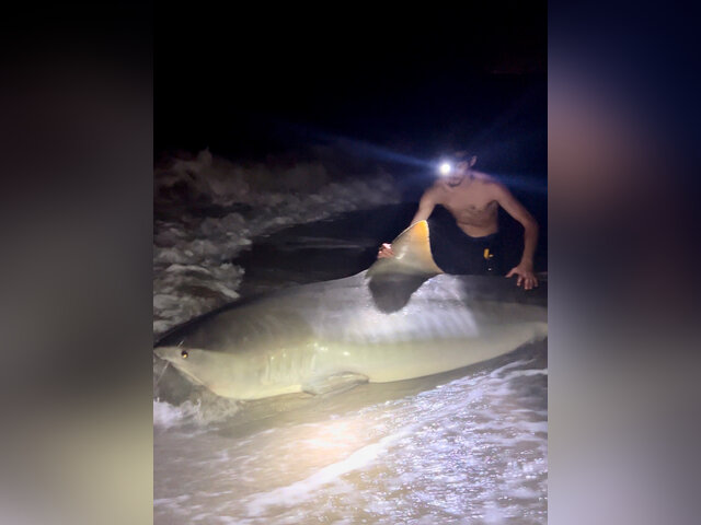 Listing image 1132695