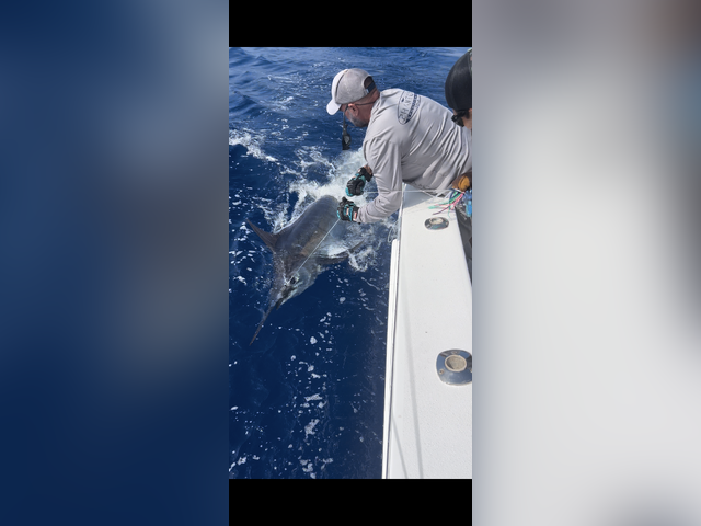 Listing image 1135403