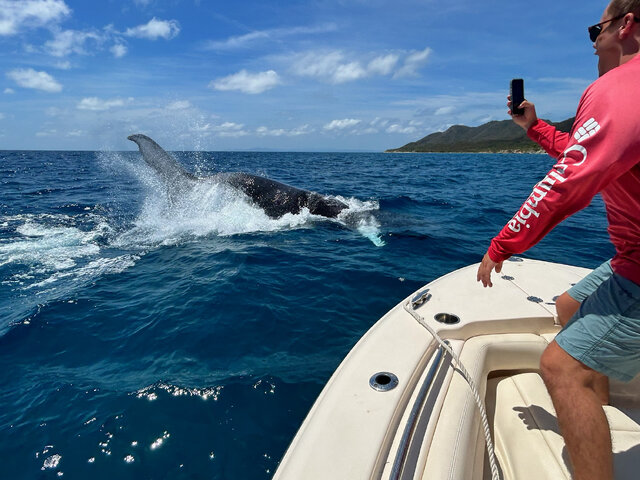 Listing image 1129160