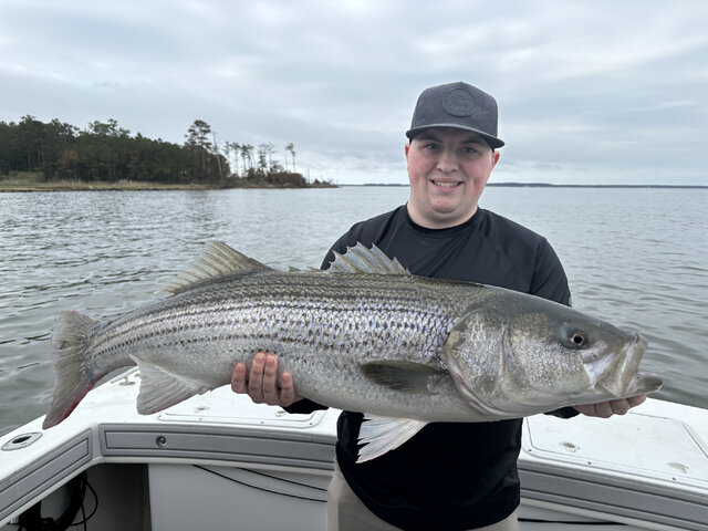 Listing image 1135915