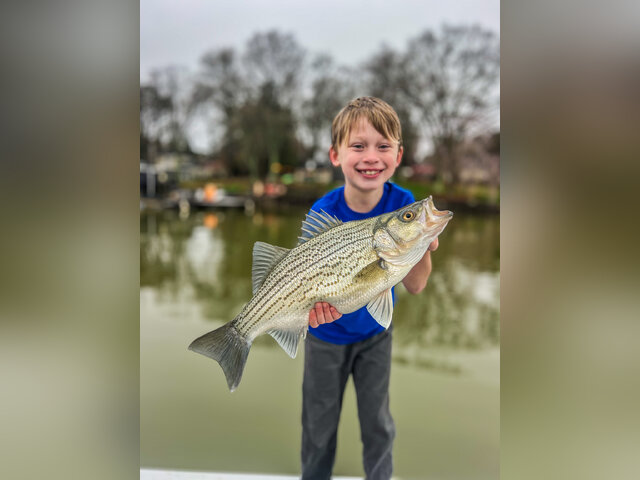 Listing image 1222482