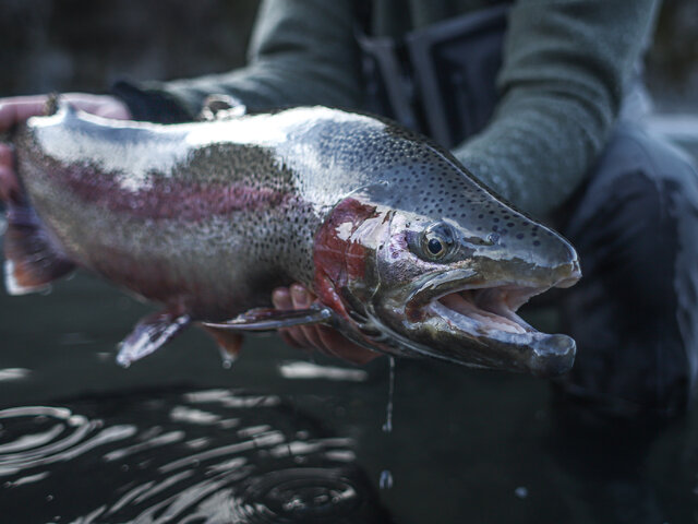 Listing image 1164556