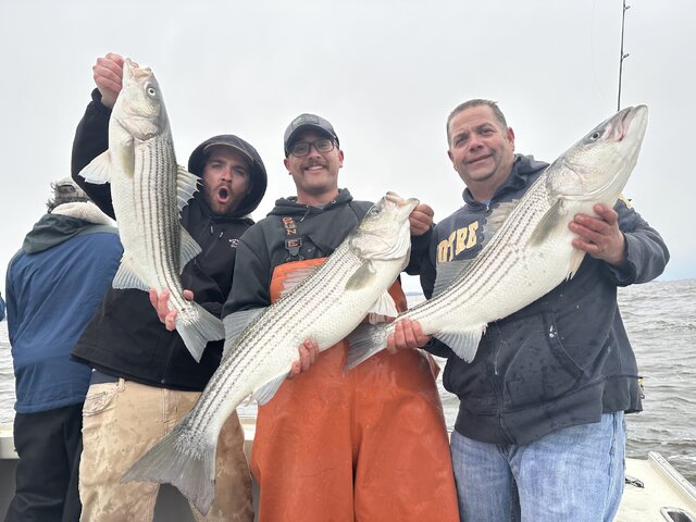 Listing image 1175169