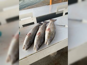 Murky Water Charter – Bay Specialist