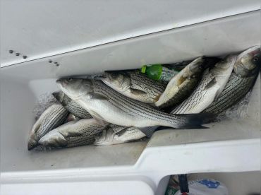 Striper Mechanix Fishing Guide