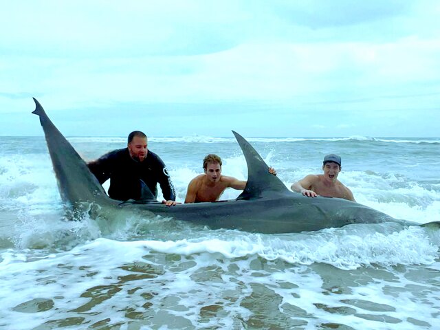 Listing image 1194482