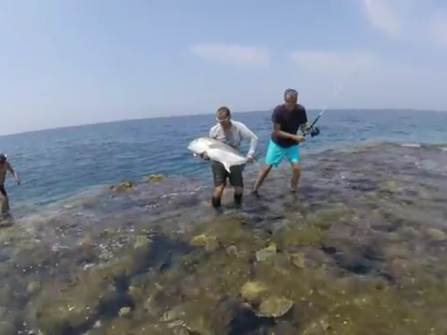 Listing image 1225841