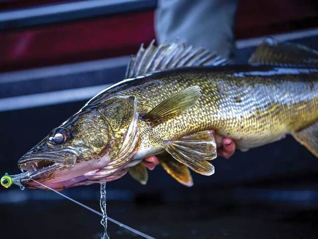 Listing image 1238086